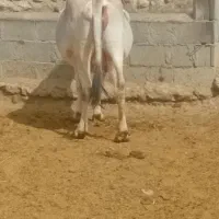 گاو زایمان ۱۹ خرداد