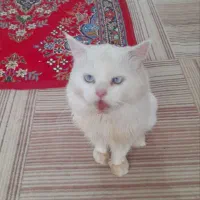 گربه پرشین