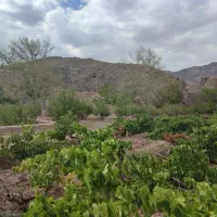 باغ واقع در روستای قز|فروش زمین و ملک کلنگی|سبزوار, کراب|دیوار