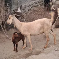 بز زاییده