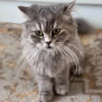 گربه اصیل|گربه|ایلام, |دیوار