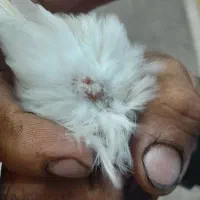 قناری مزاییکی ماده|پرنده|مشهد, امامیه (شهرک غرب)|دیوار