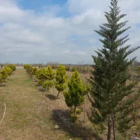 3 پلاک باغ جنگلی 200متری مناسب سرمایه گذاری|فروش زمین و ملک کلنگی|چمستان, |دیوار