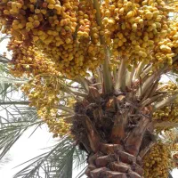 خرمای زاهدی|خوردنی و آشامیدنی|تهران, زعفرانیه|دیوار