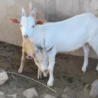 بزغاله سانن اصیل