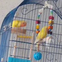 طوطی برزیلی ۲ ماهه