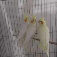 عروس هلندی لوتینو چشم شرابی  زعفرانی  جفت ایزابلا