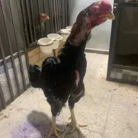 خروس لاری تاج مهر|حیوانات مزرعه|تهران, شکوفه (عبدل آباد)|دیوار