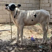 شادگان روستای گرمه