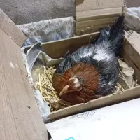 مرغ کرچ