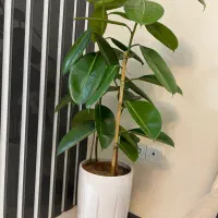 گل فیکوس|گل و گیاه طبیعی|تهران, خاوران|دیوار