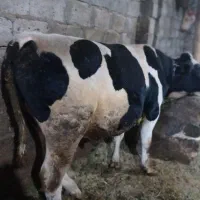 فروش گوساله نر  ویژه کشتار