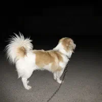 پاکوتاه شیتزو