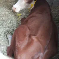 گوستر|حیوانات مزرعه|فهرج, |دیوار