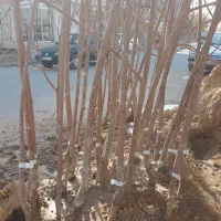 فروش نهالای شناسنامه دار از بهترین خزانه