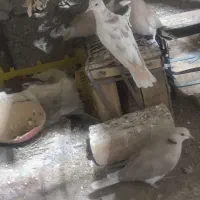 کبوتر خانگی|پرنده|ایرانشهر, |دیوار