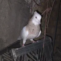 خوشرنگ و طوقی|پرنده|جره و بالاده, |دیوار