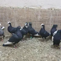 پلنگ کرمونی ارزون