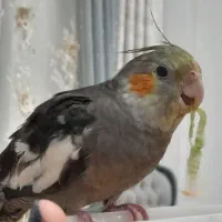 عروس هلندی گمشده