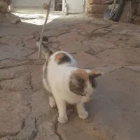 گربه خانگی خوشرنگ