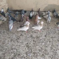 کبوتر