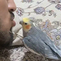 عروس هلندی سینامون