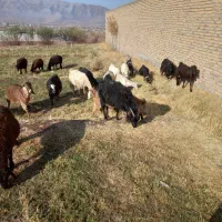 مکان روستایی اسکندر