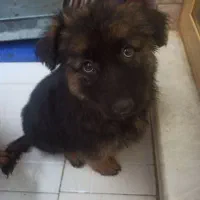 توله سگ ژرمن شپرد