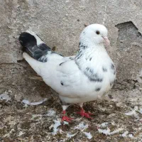 کبوتر|پرنده|کیاشهر, |دیوار