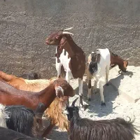 بزونربزبزغاله