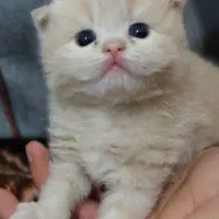 گربه پرشین|گربه|صدرا-فارس, فاز ۱|دیوار