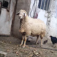 قوچ ۴کره|حیوانات مزرعه|مشگین شهر, |دیوار