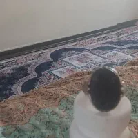 انگسترعقیق یمن کبوداستادنجم