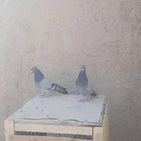 کفتر سبز رگه دار|پرنده|ساوه, |دیوار