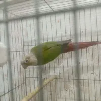 جفت گرینچیک اناناسی|پرنده|اهواز, سلطانمنش|دیوار