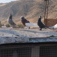 کبوتر بهبانی|پرنده|شیراز, جوادیه|دیوار