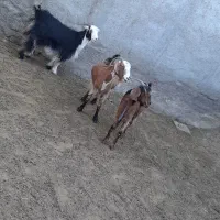 سه راس بز آلپاین