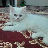گربه پرشین نر اماده جفت گیری