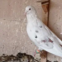 سینه|پرنده|مشهد, بهارستان|دیوار
