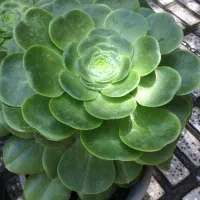 گلهای زیبا|گل و گیاه طبیعی|گرگان, |دیوار