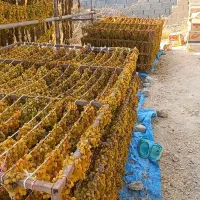 فروش کشمش ممتاز و اصیل خراسان