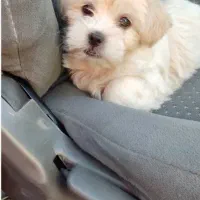 سگ مالتیز ۲ماهه