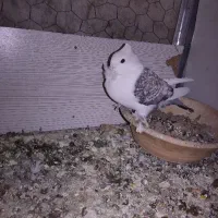 کبوتر|پرنده|اصفهان, ارزنان|دیوار