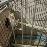 جفت عروس هلندی مولد