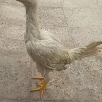لاری افغان ی تیغ سفید|حیوانات مزرعه|مشهد, بلال|دیوار