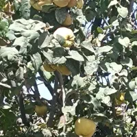 به طرق رود