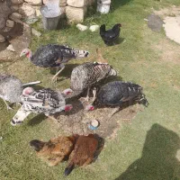 بوقلمون