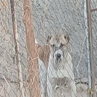 توله سگ|سگ|ساوه, |دیوار