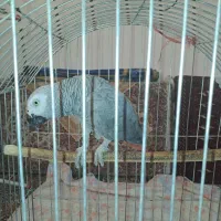 کاسکو نر سخنگو