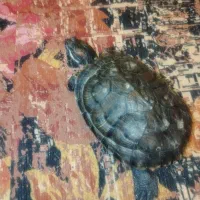 دوعدد گوش قرمز|خزنده|کرمان, |دیوار